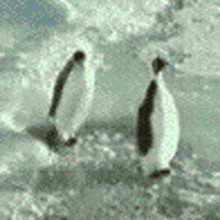 penguin falling GIF