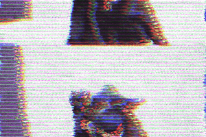 Cat GIF