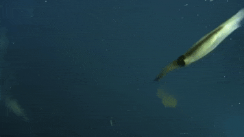 squid ink GIF by Science Friday