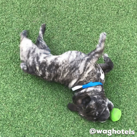 Playing French Bulldog GIF by Wag Hotels