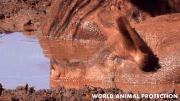 Pig Dreaming GIF by World Animal Protection