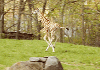 Swag-giraffe GIFs - Get the best GIF on GIPHY