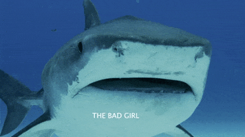 Discovery Eat Pray Chum GIF by Shark Week