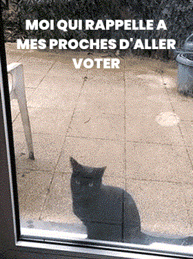 Excited Cat GIF by Parti socialiste