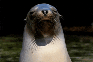 Patagonia Explorer GIF