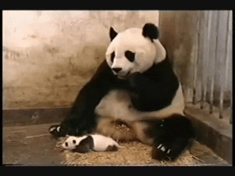 giphy.gif?cid=4bf119fc5ce4398f46422f6b598abb71&rid=giphy.gif