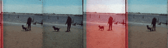 kchampgifworld fun dog beach day lomo GIF