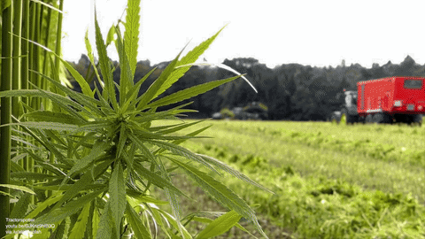 combine hemp GIF