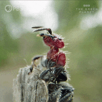 Grooming Bbc GIF by PBS