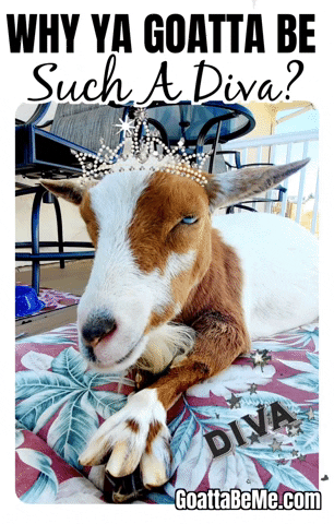 You Rock Drama Queen GIF by Goatta Be Me Goats! Adventures of Pumpkin, Cookie and Java!