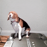 dog time GIF