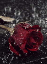 Red-flower GIFs - Get the best GIF on GIPHY