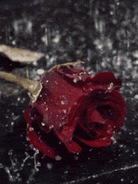 Red-flower GIFs - Get the best GIF on GIPHY Red-flower GIFs - Get the best GIF on GIPHY