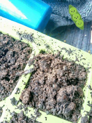 Beans GIF