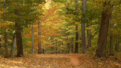 Autumn Leaves GIF - Find & Share on GIPHY