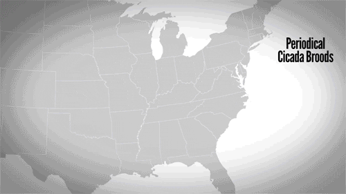 cicadas