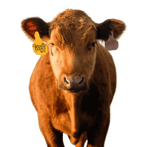 Widnor Farms GIF