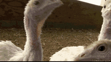 Wildlife gif. A group of young turkeys curiously surround the camera and peck it in exploration.