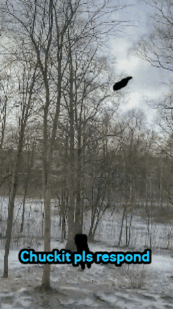 Chuckit GIF