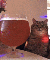 Cat Arany GIF by Drum Machine Funk