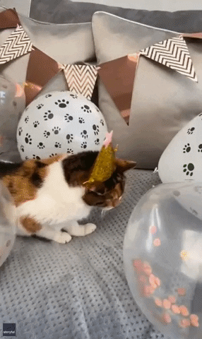 International Cat Day Cats GIF by Storyful