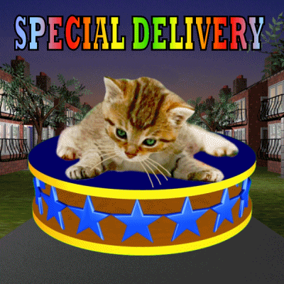 Special Delivery Cute Kitten GIF