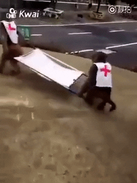 monkey paramedics GIF