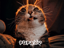 Cat Meme GIF