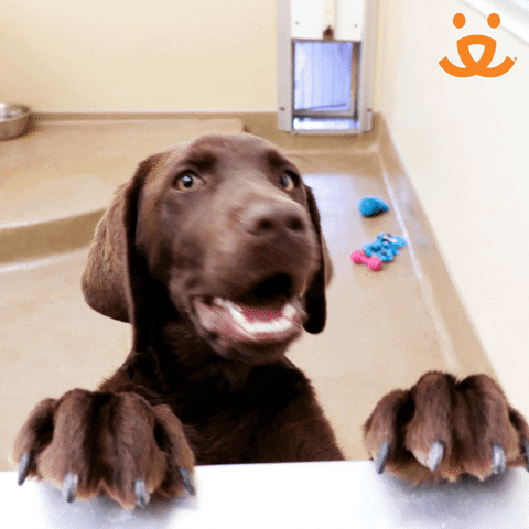 Dogs Reaction GIF by Best Friends Animal Society