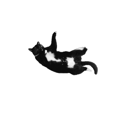 Animated Sticker