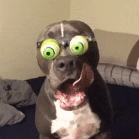 dog performs GIF