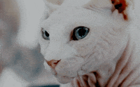 Angry-meow GIFs - Get the best GIF on GIPHY