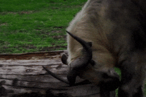 Takin GIF by Valley Zoo Development Society