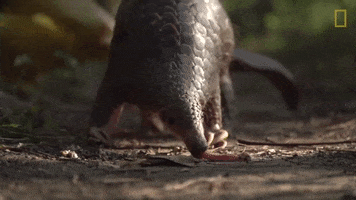 Pangolin GIF