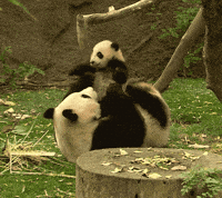 Cute Panda Bears Gifs