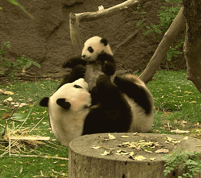 Panda Support GIFs - Get the best GIF on GIPHY