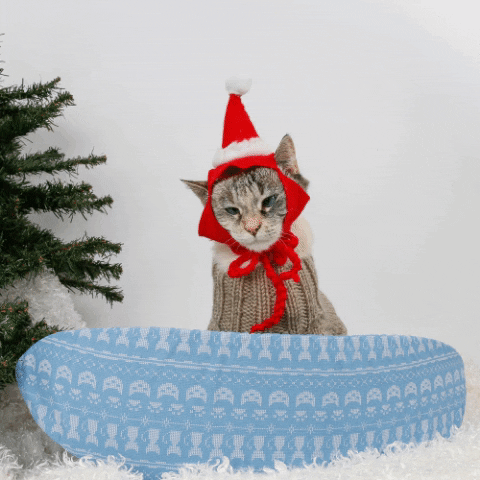 Cat GIF by thecatball