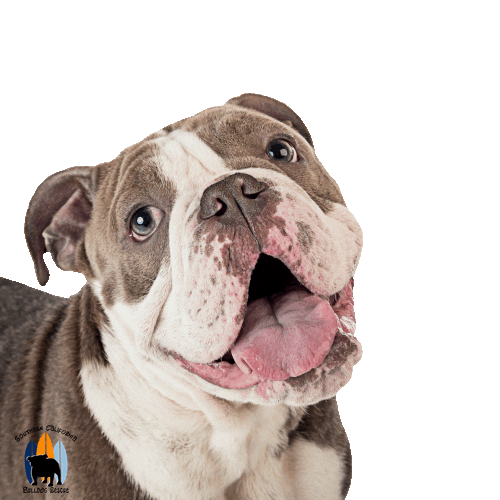 Happy English Bulldog Sticker by Southern California Bulldog Rescue