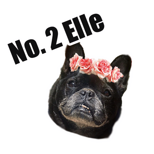 Whiskey & Woof Sticker