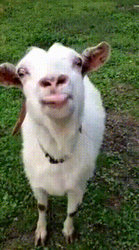 Tongue Goat GIF