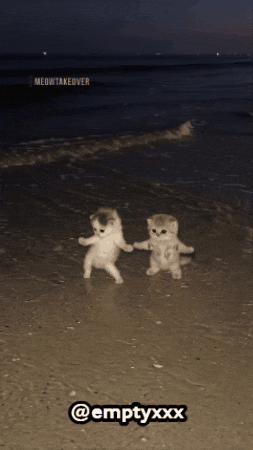 Dance Cat GIF