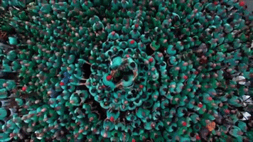 Castellers de Vilafranca GIF