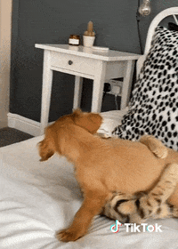 Chien Chat GIFs - Find & Share on GIPHY
