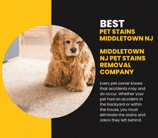 Best Pet Stains Middletown Nj GIF