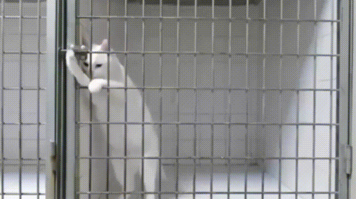 Afbeeldingsresultaat voor prison gif