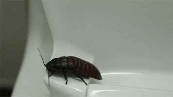 30 seconds to mars cockroach GIF