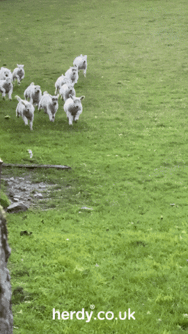 Run For It GIF by Herdy