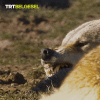 Angry Wolf GIF by TRT