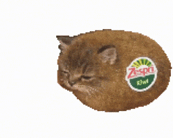 Cat Meme GIF