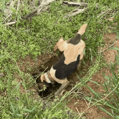 Moxie Slides In GIF